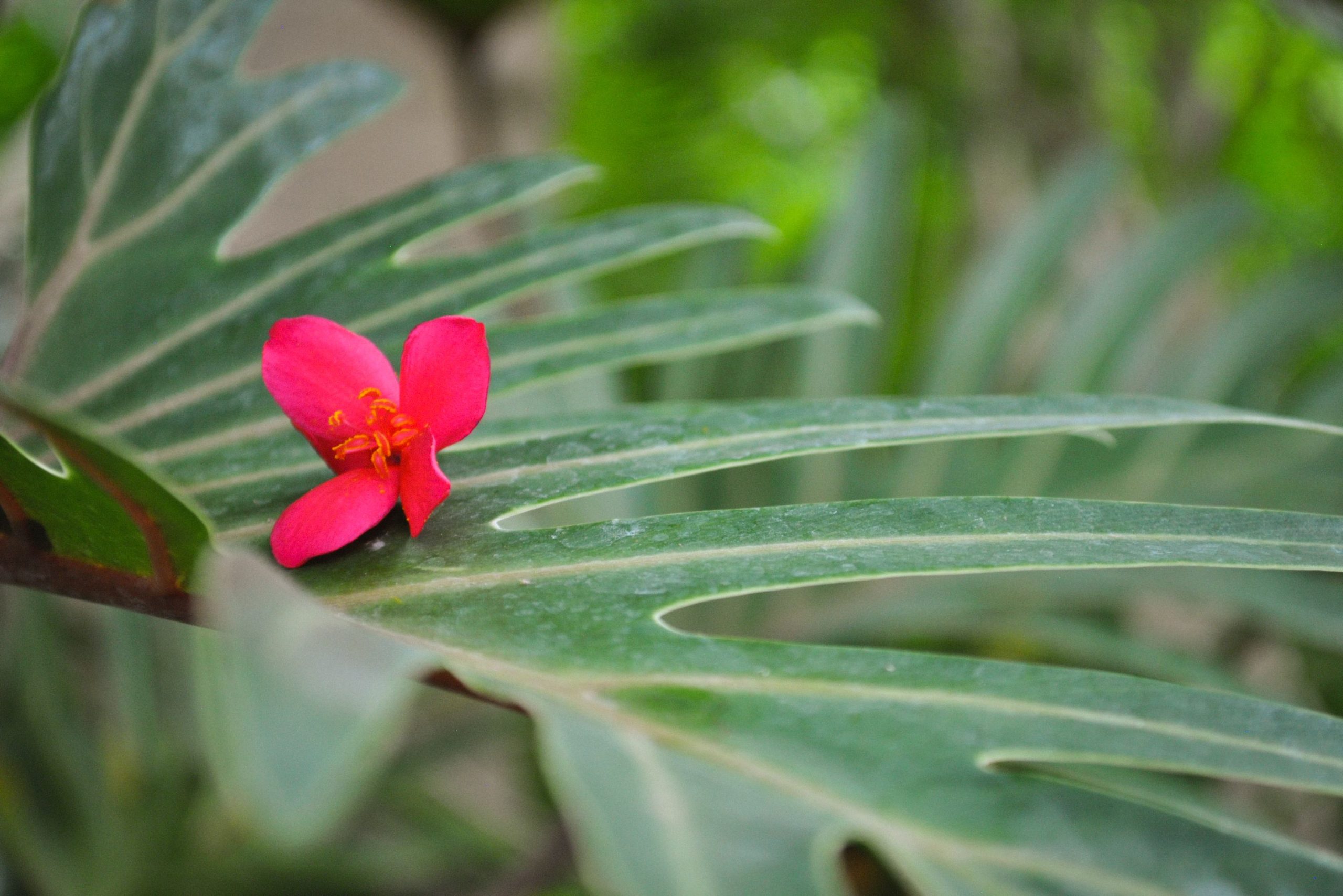 Plante tropicale