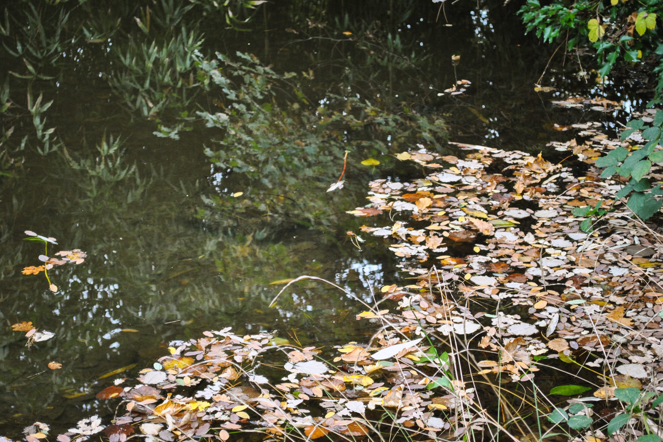 Jardin d'Agronomie Tropicale